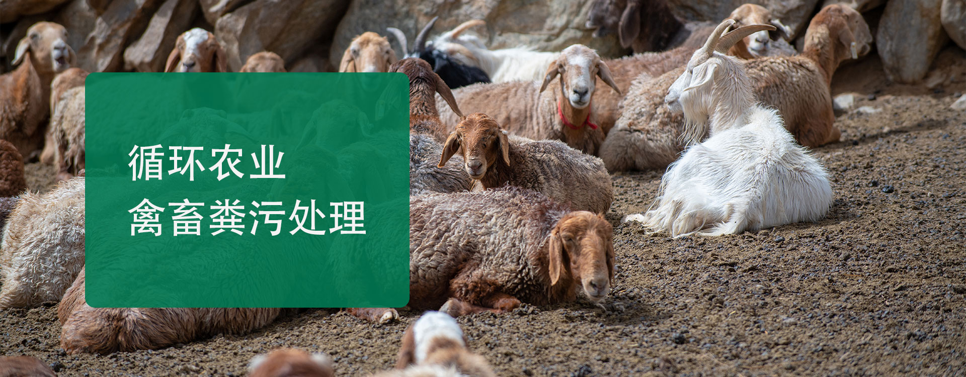 循環(huán)農(nóng)業(yè)-面源污染-禽蓄糞污處理